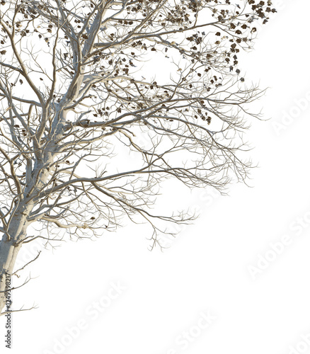 Wallpaper Mural Sassafras tzumu Tree corner cutout png transparent isolate Torontodigital.ca