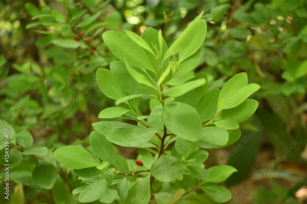 Leaves of coca plant or Erythroxylum novogranatense
Leaves of coca plant or Erythroxylum novogranatense