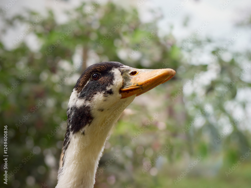 Free range duck on a farm.
