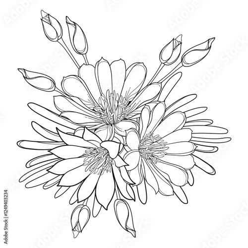 Bunch with outline Bitterroot or Lewisia rediviva flower and leaves in black isolated on white background.