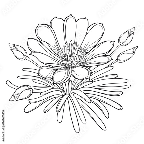 Bunch with outline Bitterroot or Lewisia rediviva flower and leaves in black isolated on white background.  