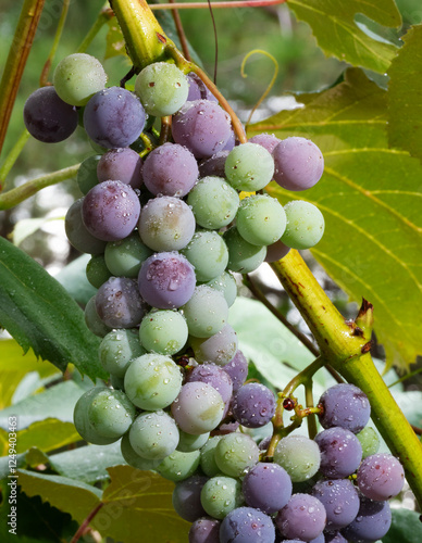 Big bunch or ripening grapes after it rained