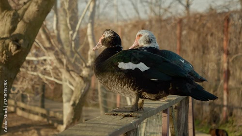 Two beautiful ducks stand calmly on a wooden railing overlooking a serene body of water. Surrounded by nature, the scene captures the tranquility and charm of farm life. photo