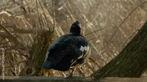 Ducks roam freely near the water, surrounded by peaceful nature. The calm rural setting showcases the beauty of these birds as they interact with their environment. photo