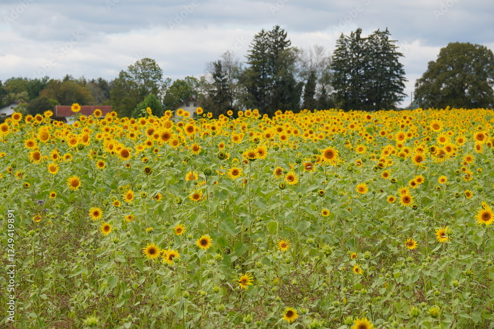 Obraz premium Sonnenblumenfeld