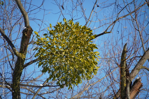 schöner Mistelzweig vor blauem Himmel