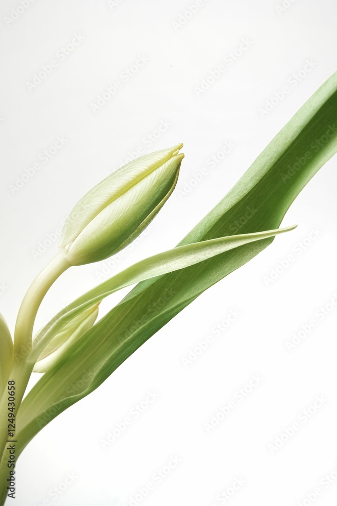 Close-up of a budding tulip with green leaves. Close-up of a budding tulip with green leaves.