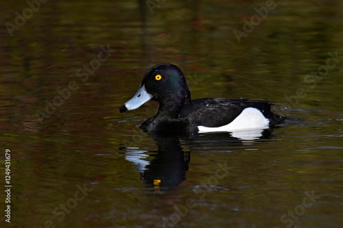 Reiherente - Männchen // Tufted duck - male (Aythya fuligula) photo