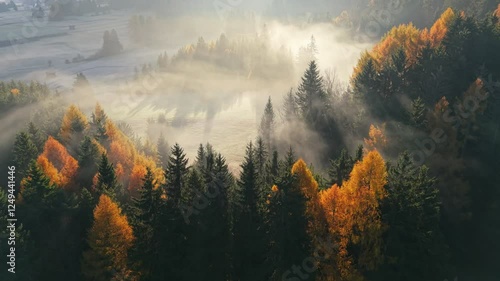 Wallpaper Mural Aerial morning shot of autumn orange trees with fog. Sunrays break through the trees. Golden autumn fog blankets a serene forest at dawn in picturesque landscape Torontodigital.ca