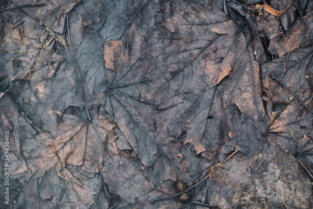background of wet rotting maple leaves on the ground background of wet rotting maple leaves on the ground