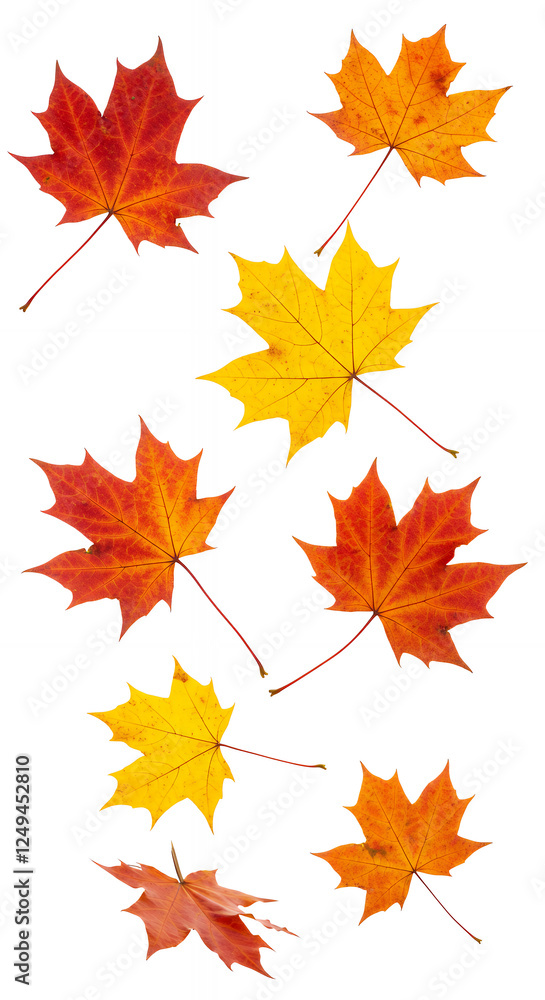 ** Autumn Maple Leaves: Vibrant Fall Foliage on White. Red, Yellow, & Orange Colors of Nature's Seasonal Change. ** Autumn Maple Leaves: Vibrant Fall Foliage on White. Red, Yellow, & Orange Colors of Nature's Seasonal Change.