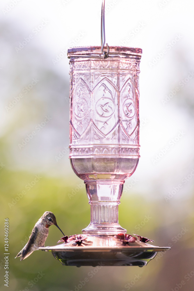 Obraz premium Little thirsty hummingbird drinking from a bird feeder