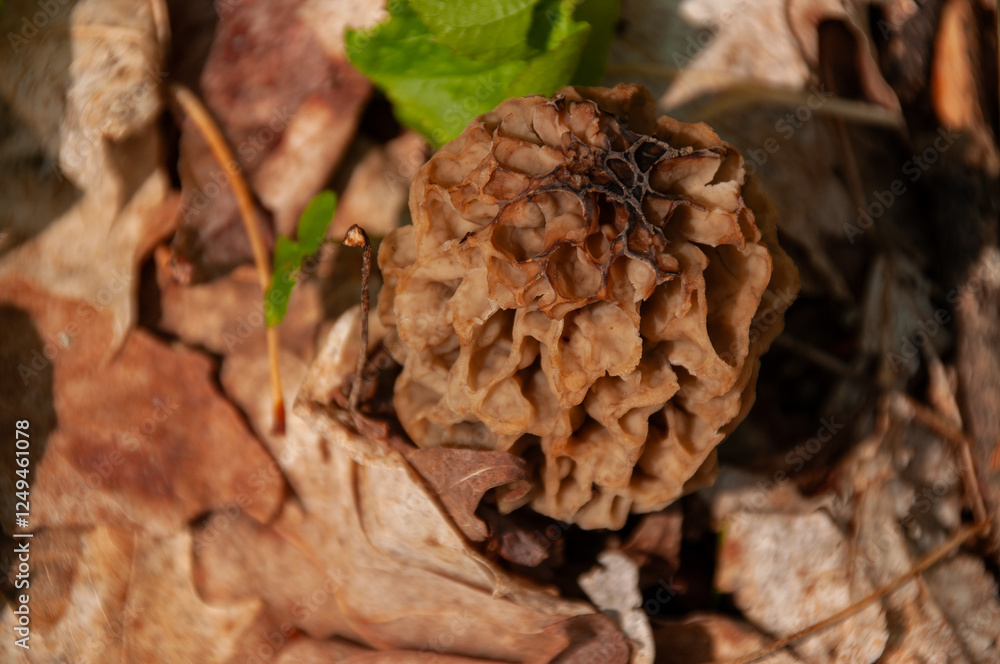 A close-up of a single yellow Morel Mushroom growing on the forest floor A close-up of a single yellow Morel Mushroom growing on the forest floor