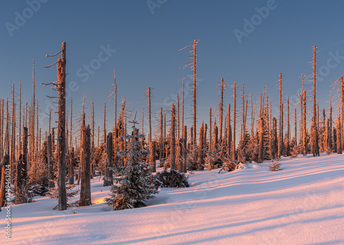 forest in winter