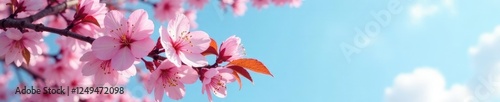soft focus pink cherry blossom against blue sky, blossoms, leaves