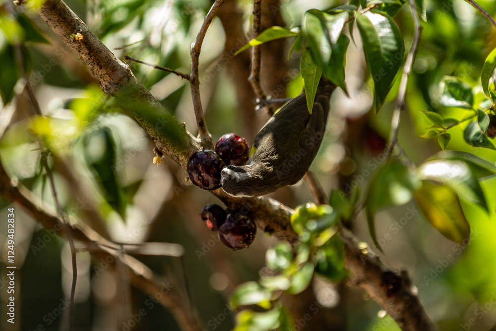 Um pássaro empoleirado no galho de árvore,  comendo jabuticaba, uma fruta típica do cerrado goiano. (Plinia cauliflora) (Pitangus sulphuratus)
