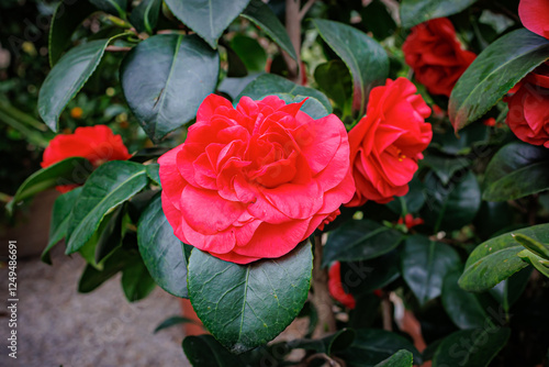 Vibrant red  camellia flowers bloom 