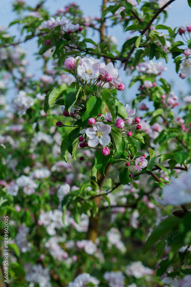 Blooming apple orchard, grass and blooming dandelions in the north of Moldova. Selective focus.