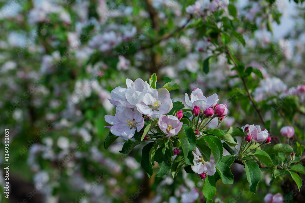 Blooming apple orchard, grass and blooming dandelions in the north of Moldova. Selective focus.
