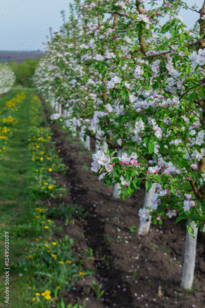 Blooming apple orchard, grass and blooming dandelions in the north of Moldova. Selective focus.