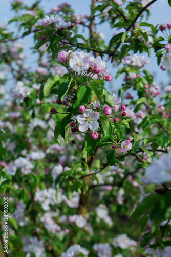 Blooming apple orchard, grass and blooming dandelions in the north of Moldova. Selective focus. photo