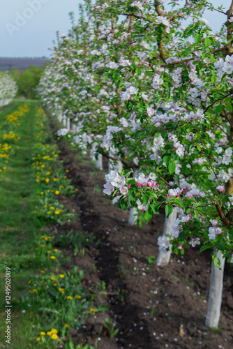 Obraz na płótnie Blooming apple orchard, grass and blooming dandelions in the north of Moldova. Selective focus. w salonie