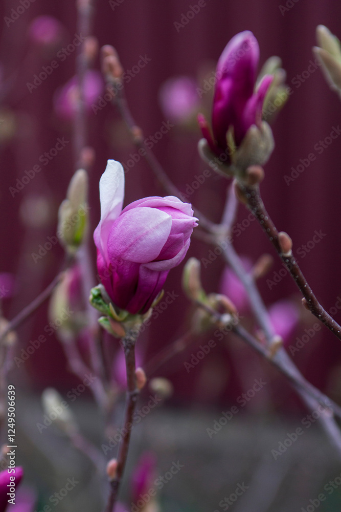 Tender magnolia flowers in a city park, spring Moldova. Selective focus.