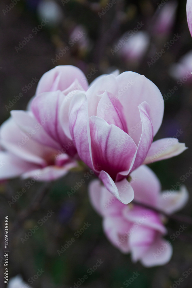 Tender magnolia flowers in a city park, spring Moldova. Selective focus.