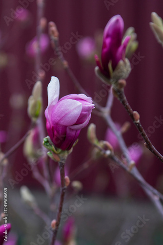 Tender magnolia flowers in a city park, spring Moldova. Selective focus.