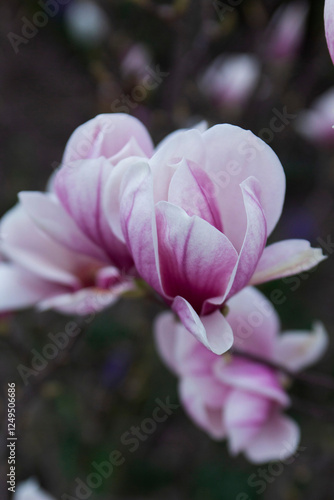 Obraz na płótnie Tender magnolia flowers in a city park, spring Moldova. Selective focus. w salonie
