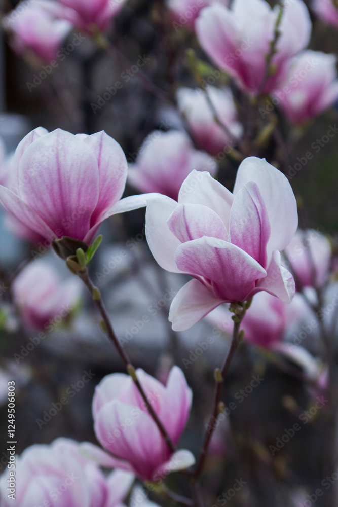 Tender magnolia flowers in a city park, spring Moldova. Selective focus.