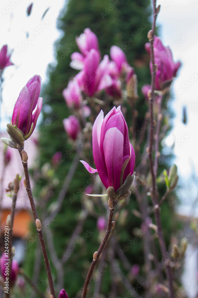 Tender magnolia flowers in a city park, spring Moldova. Selective focus.