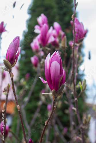 Obraz na płótnie Tender magnolia flowers in a city park, spring Moldova. Selective focus. w salonie