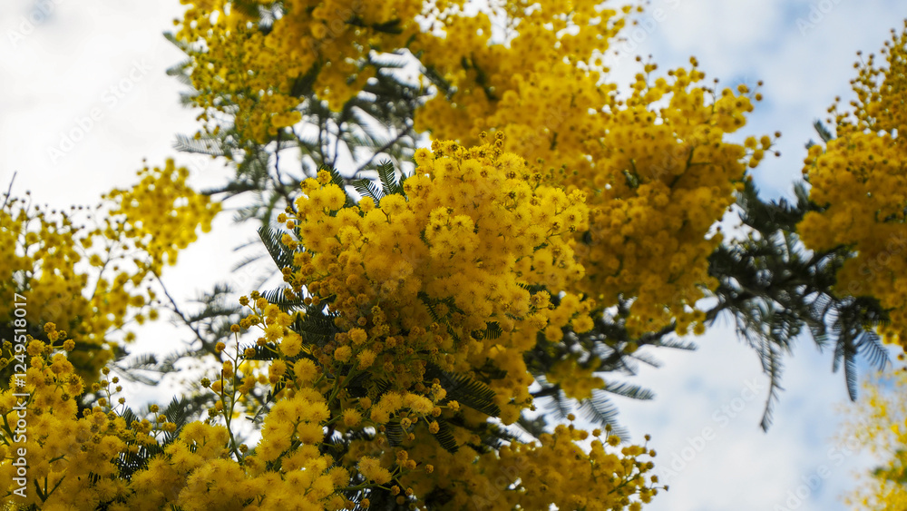 Fototapeta premium Mimosa flowers during flowering close-up, yellow, spring awakening, nature of the south of France