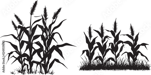 set of corn plants black and white vector