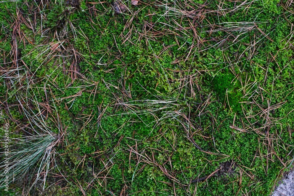 green grass on the ground green grass on the ground