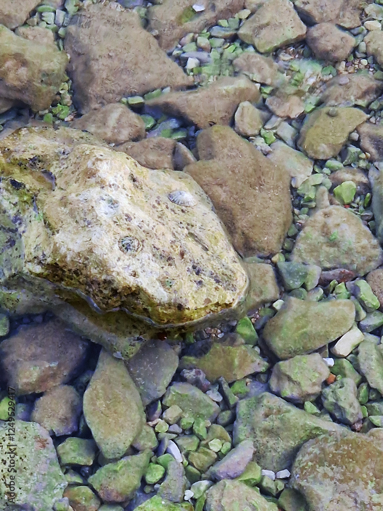 Clear shallow water with rocks and small limpet shell Clear shallow water with rocks and small limpet shell