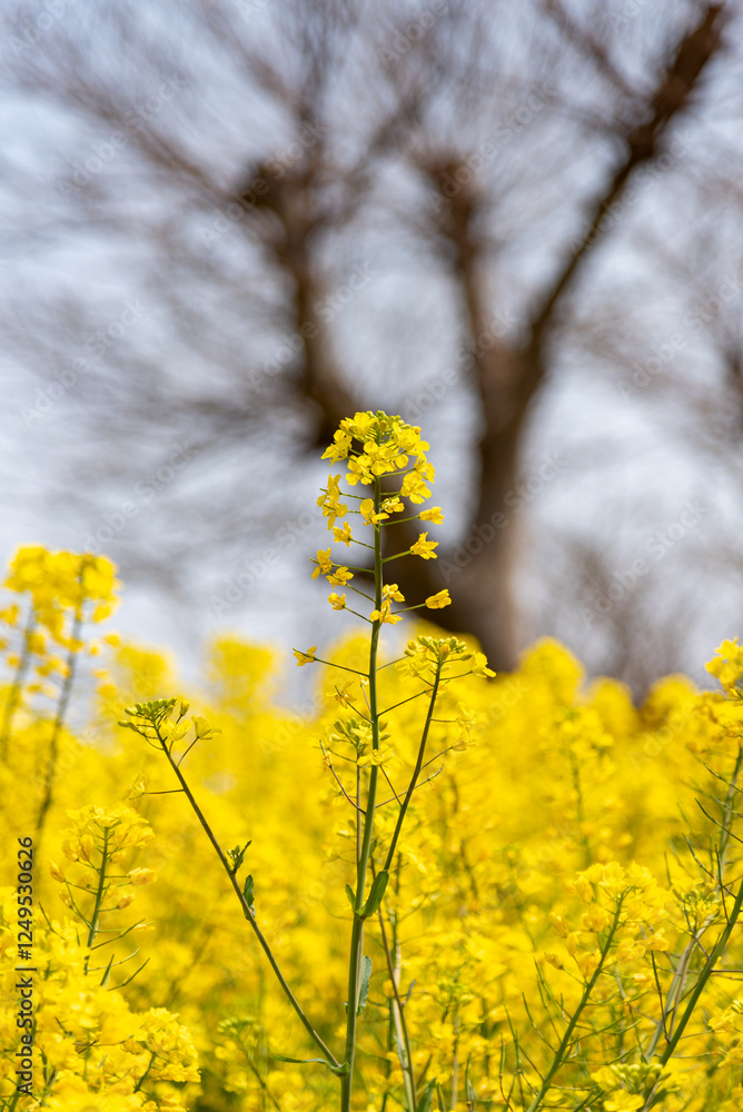 Obraz premium 菜の花