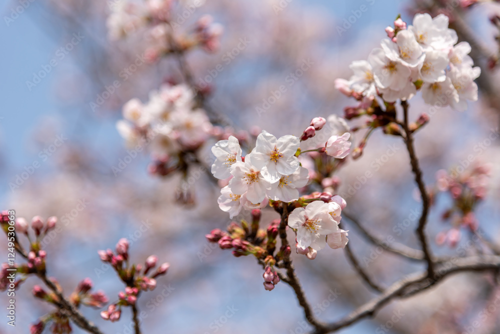 桜 桜