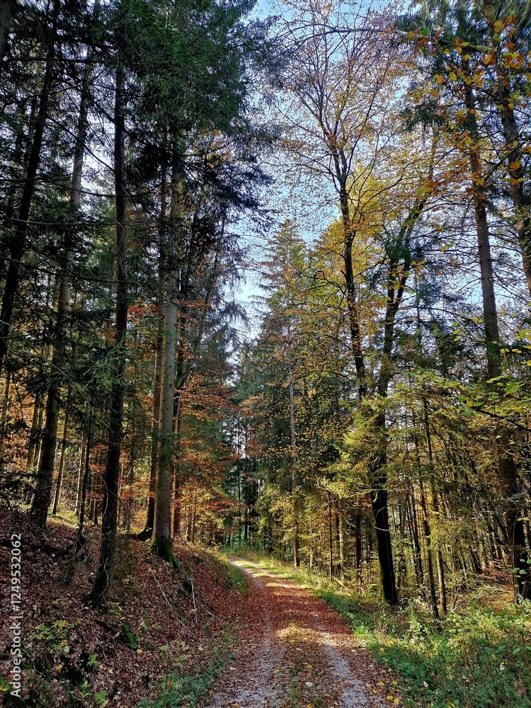 Fototapeta premium Path in autumn forest