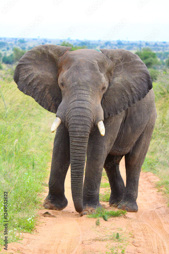 Fototapeta premium African Elephant in the wild