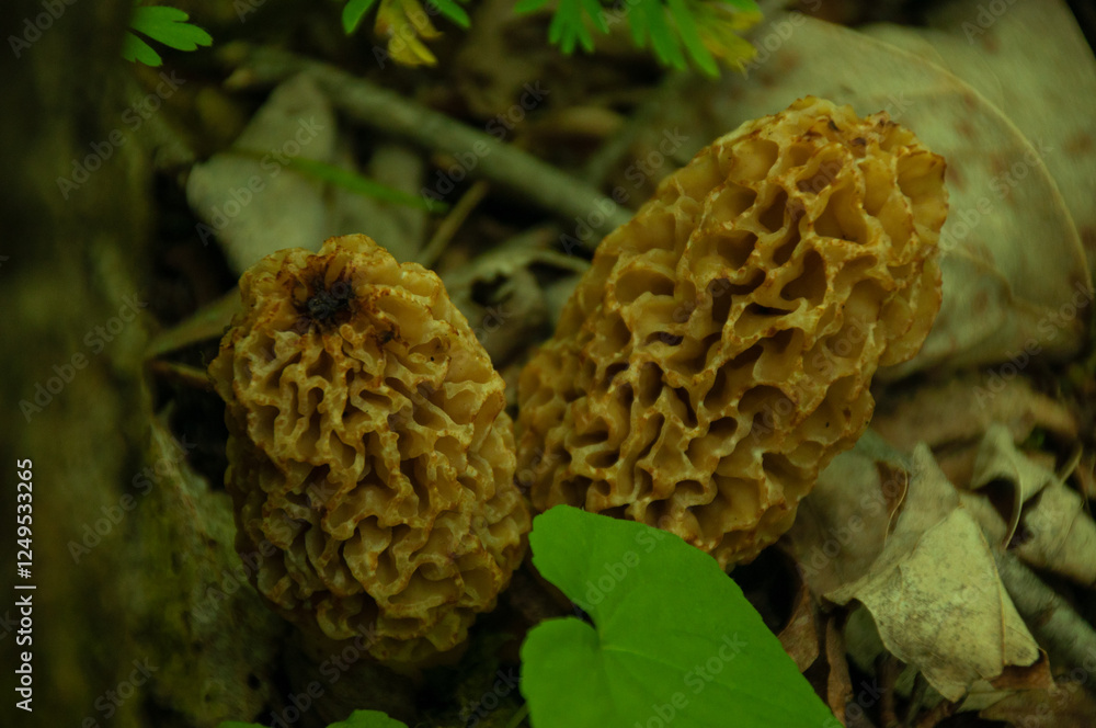 A close-up of yellow Morel Mushrooms growing together on the forest floor A close-up of yellow Morel Mushrooms growing together on the forest floor