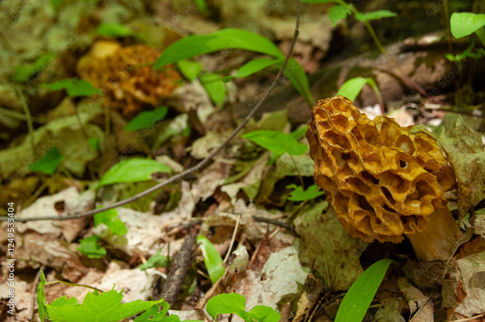 A close-up of yellow Morel Mushrooms growing on the forest floor A close-up of yellow Morel Mushrooms growing on the forest floor