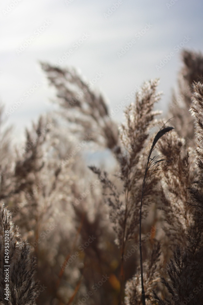 Fototapeta premium A dreamy blurry view of wild grasses inthe fields