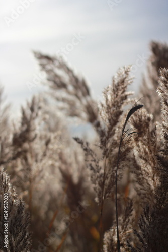 A dreamy blurry view of wild grasses inthe fields