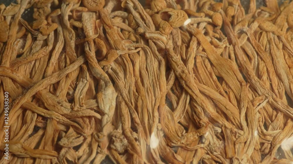 Dried hallucinogenic magic mushrooms. Psychoactive Psilocybin shrooms cause psychedelic hallucination. Vibrant vision and colours. Dry dehydrated mushrooms fungi for consumption. Dried hallucinogenic magic mushrooms. Psychoactive Psilocybin shrooms cause psychedelic hallucination. Vibrant vision and colours. Dry dehydrated mushrooms fungi for consumption.