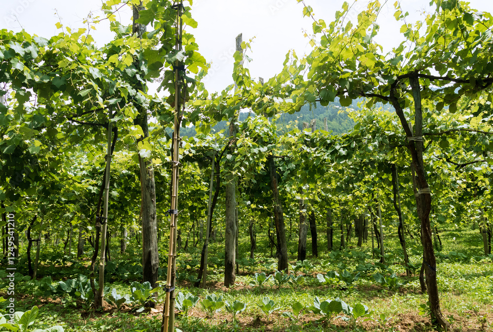 Fototapeta premium green vineyards in the middle of the mountains in Georgia on a clear sunny summer day