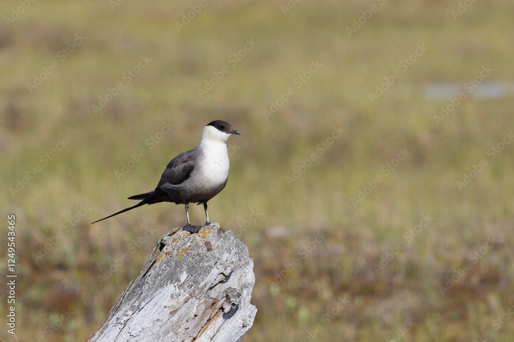 Long-tailed jaeger bird sitting on the tree Long-tailed jaeger bird sitting on the tree