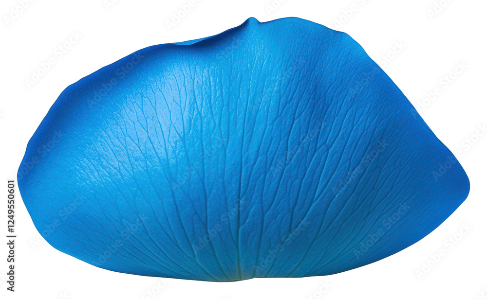 Blue petal isolated on transparent background Blue petal isolated on transparent background