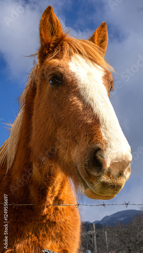 Close-up of a brown horse with white markings under a blue sky in a rural setting